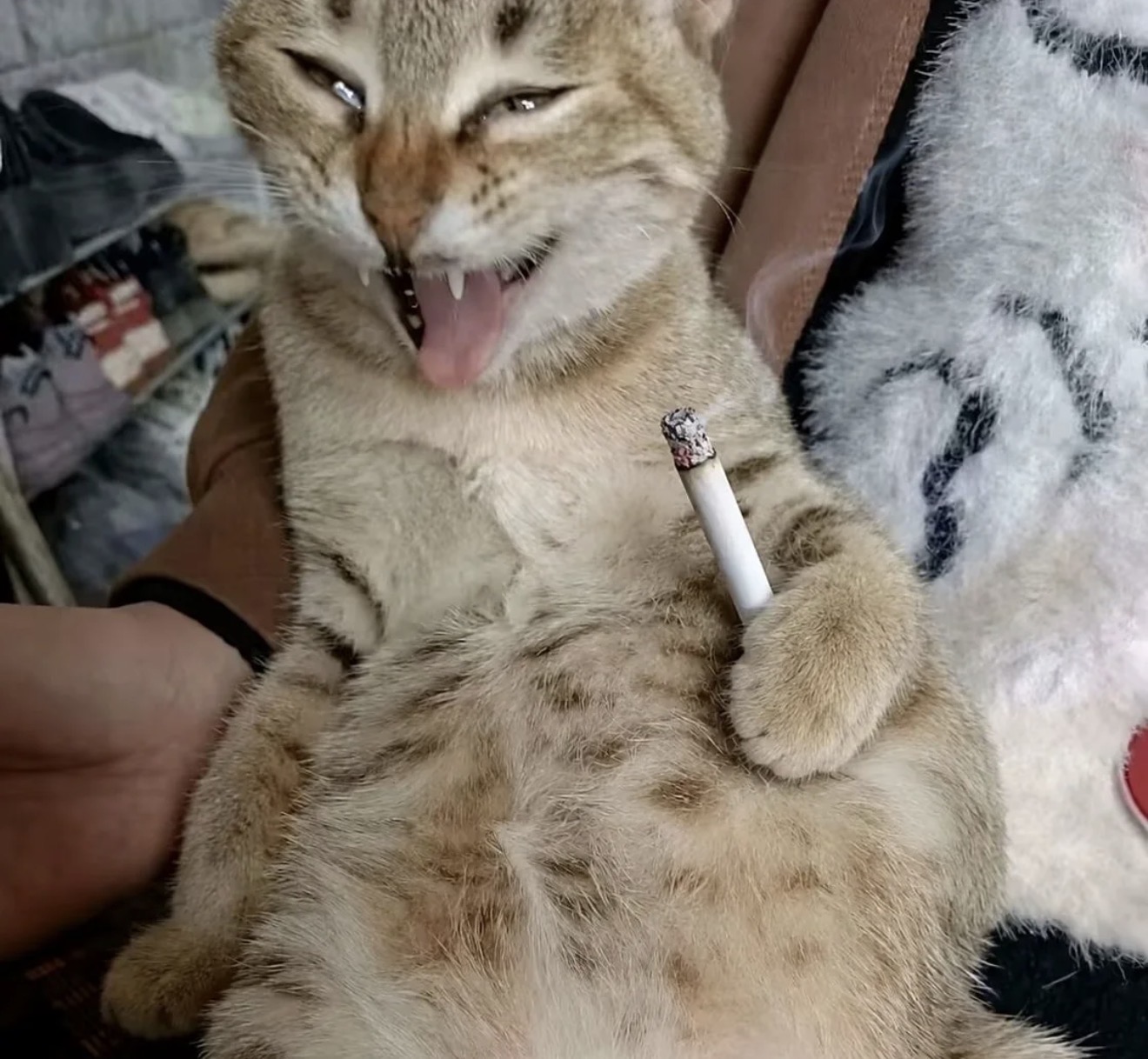 SC