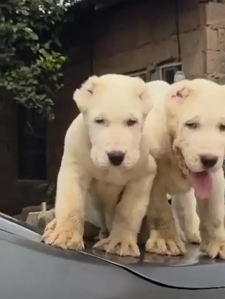 Alabi male puppies available photo