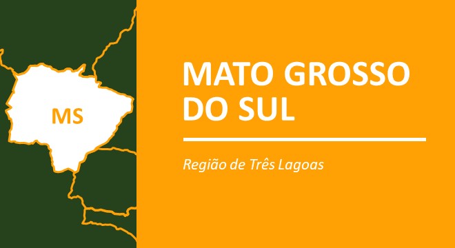 Alta na cotação do boi gordo na região de Três Lagoas-MS