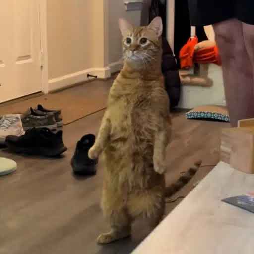 LONCAT