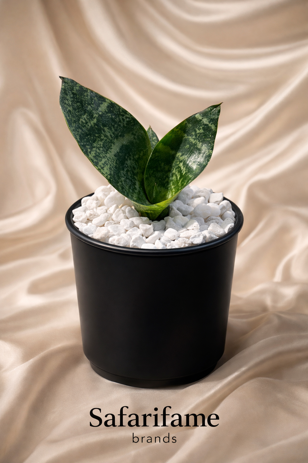 Safarifame Mini Bird’s Nest Snake Plant  (Plant- Dracaena trifasciata 'Hahnii')