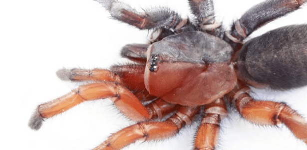 Um lado macho, outro fêmea: aranha com dois sexos simultâneos é descoberta