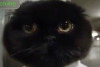NOBI