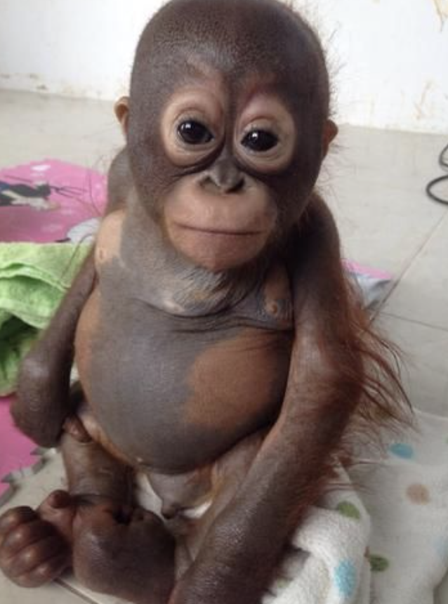 BUDI
