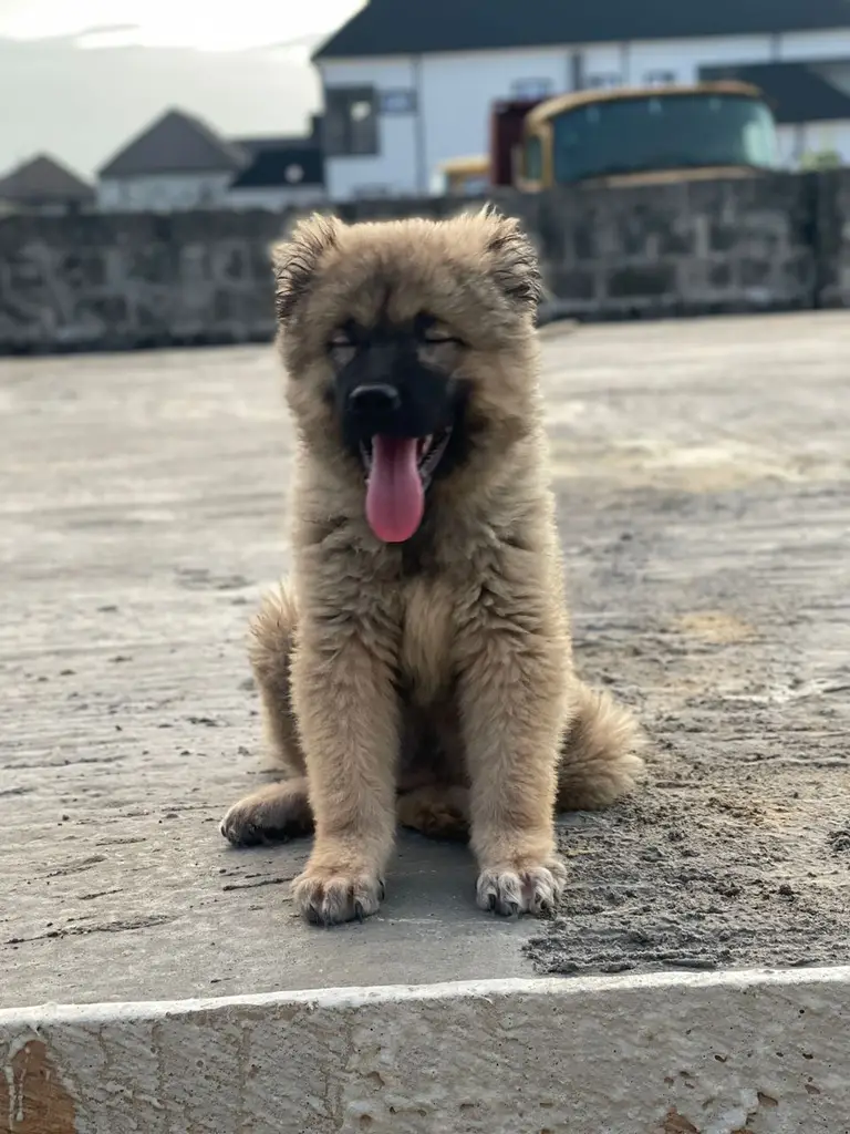 Dog available for sale photo