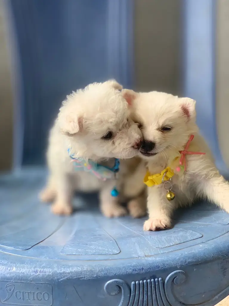 Lhasa Apso puppy photo