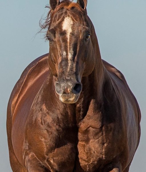 Nova rodada de investimentos em genética de Pop Resortfigure, o primeiro Superhorse no Brasil