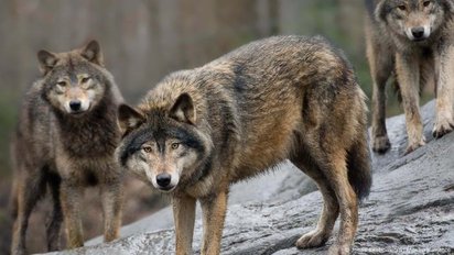 Pesquisa indica que "lobo mau" tem medo de humanos