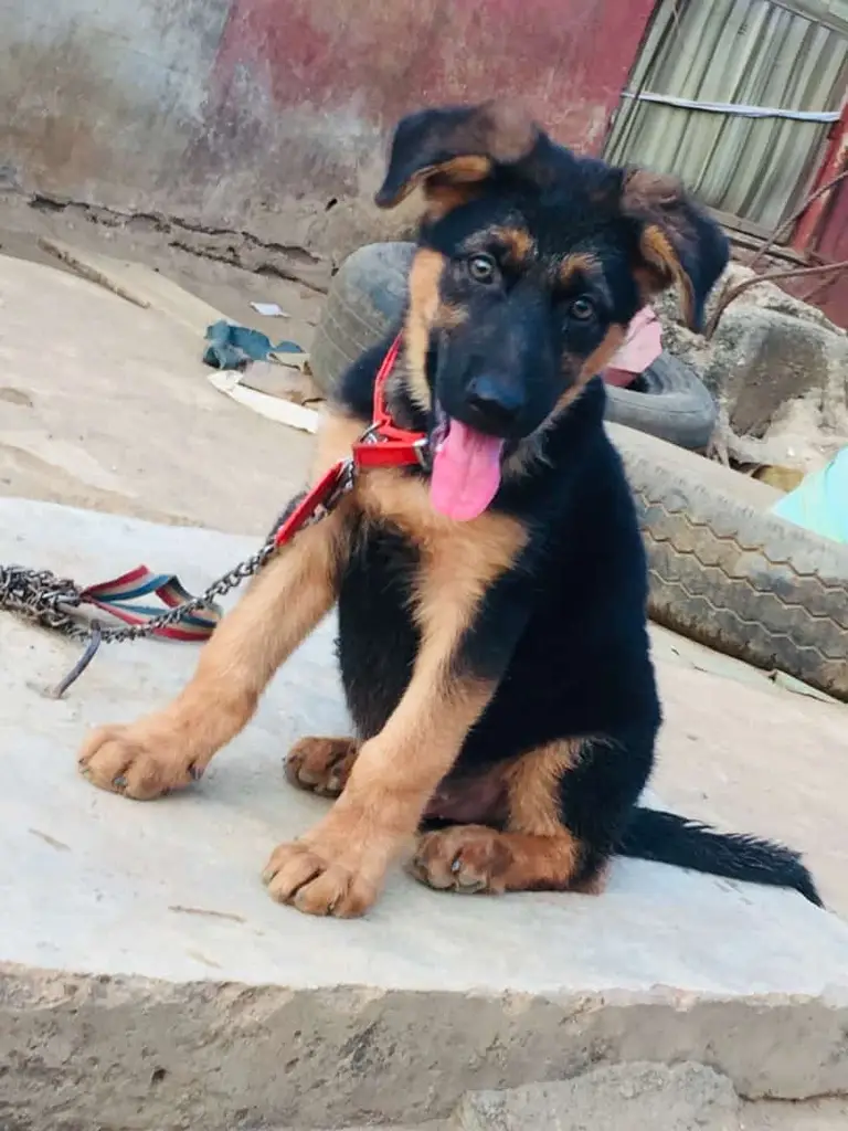 Male German shepherd photo