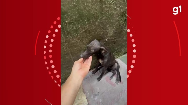 Cachorrinha é resgatada após ter sido pisoteada no Círio, em Belém, e ganha nome de 'Nazica'