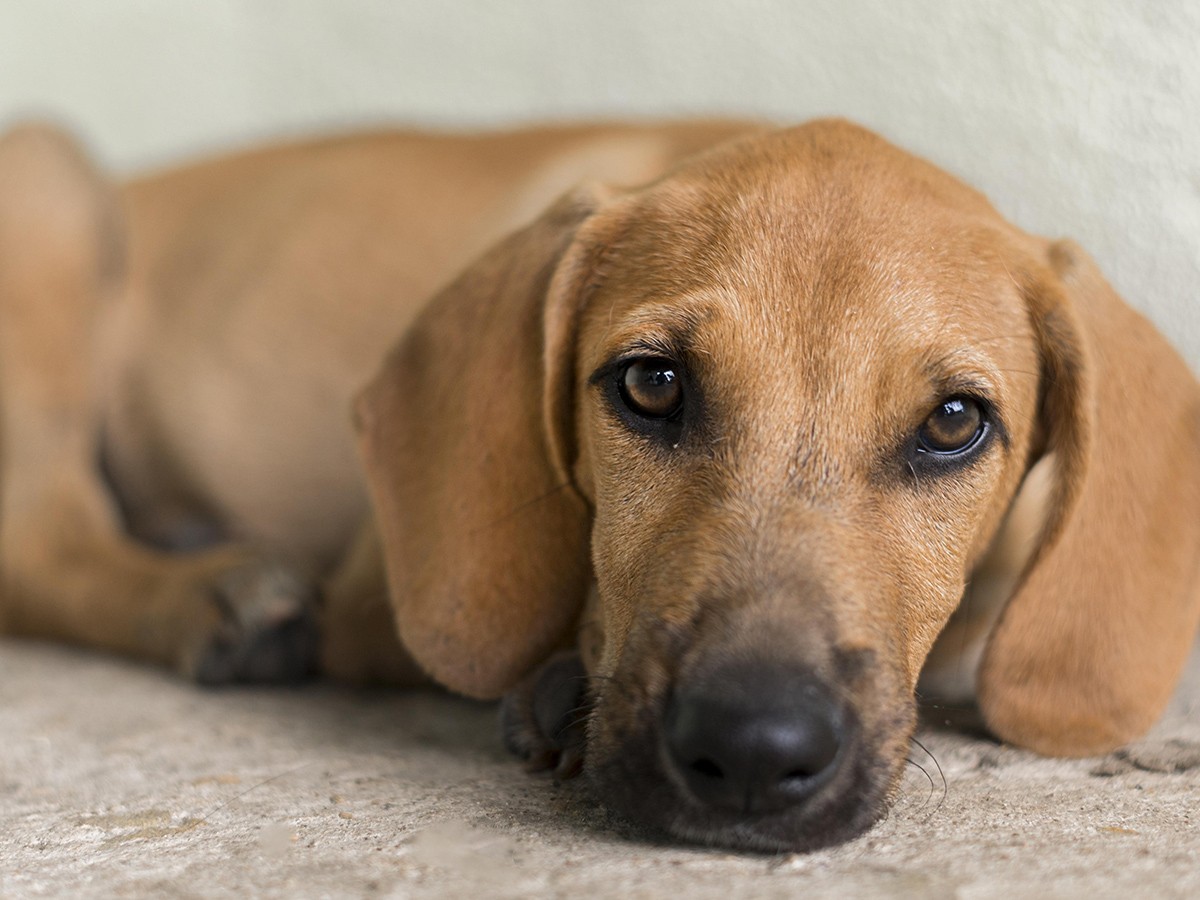 Saiba o que é ‘leishmaniose visceral canina’, doença registrada pela 1a vez em Porto Velho