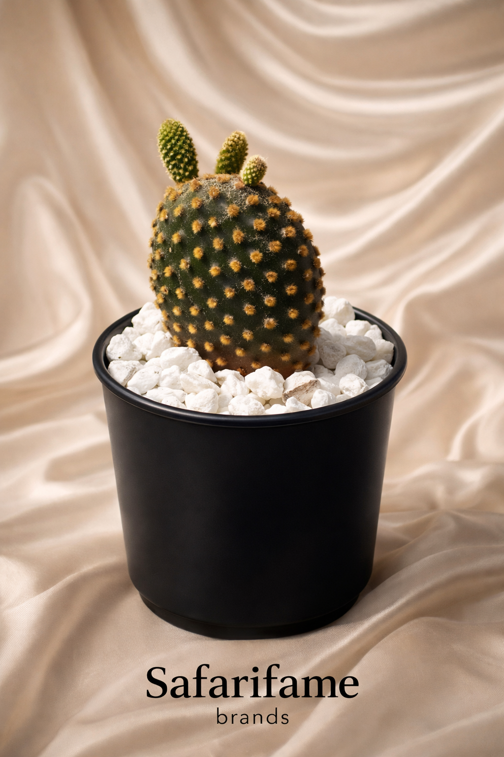 Safarifame Bunny Ear Cactus  (Plant: Opuntia microdasys)