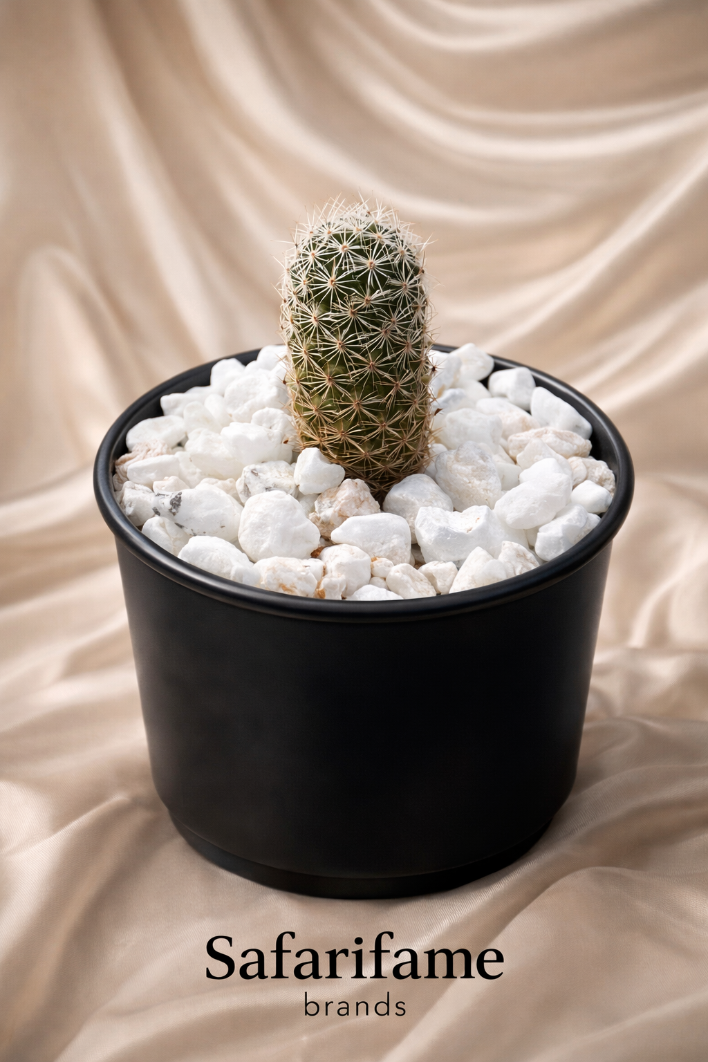 Safarifame Mini Star Cactus-  (Plant- Mammillaria)