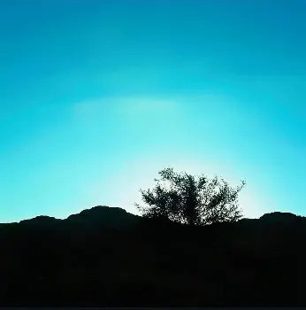 The Tree That Remained