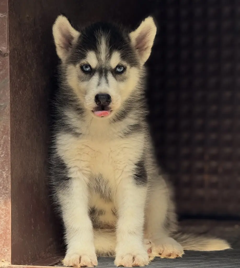 Male-Husky Pup Available
