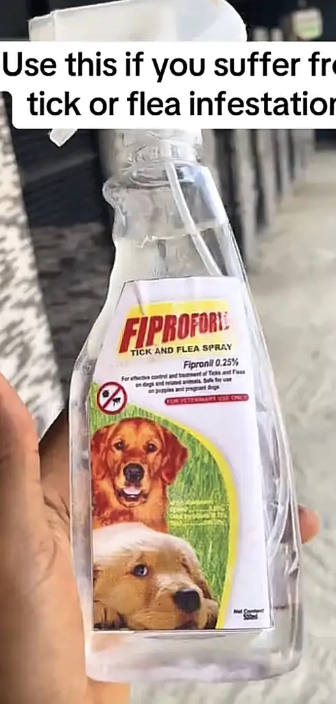 Tick treatment for Dogs photo