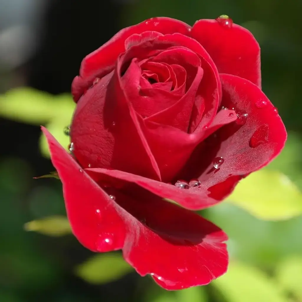 Rose Flower photo