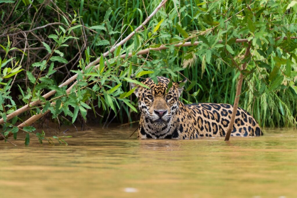 7 curiosidades interessantes sobre a onça-pintada