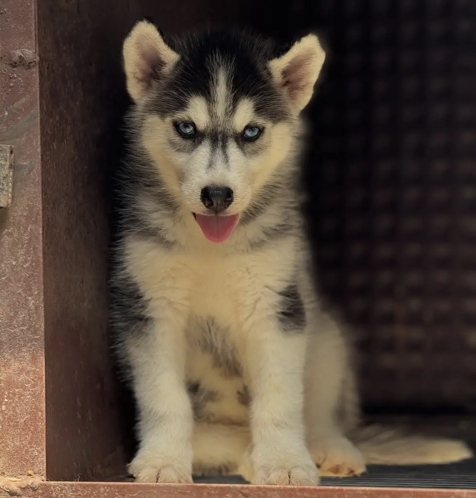 Male-Husky Pup Available photo