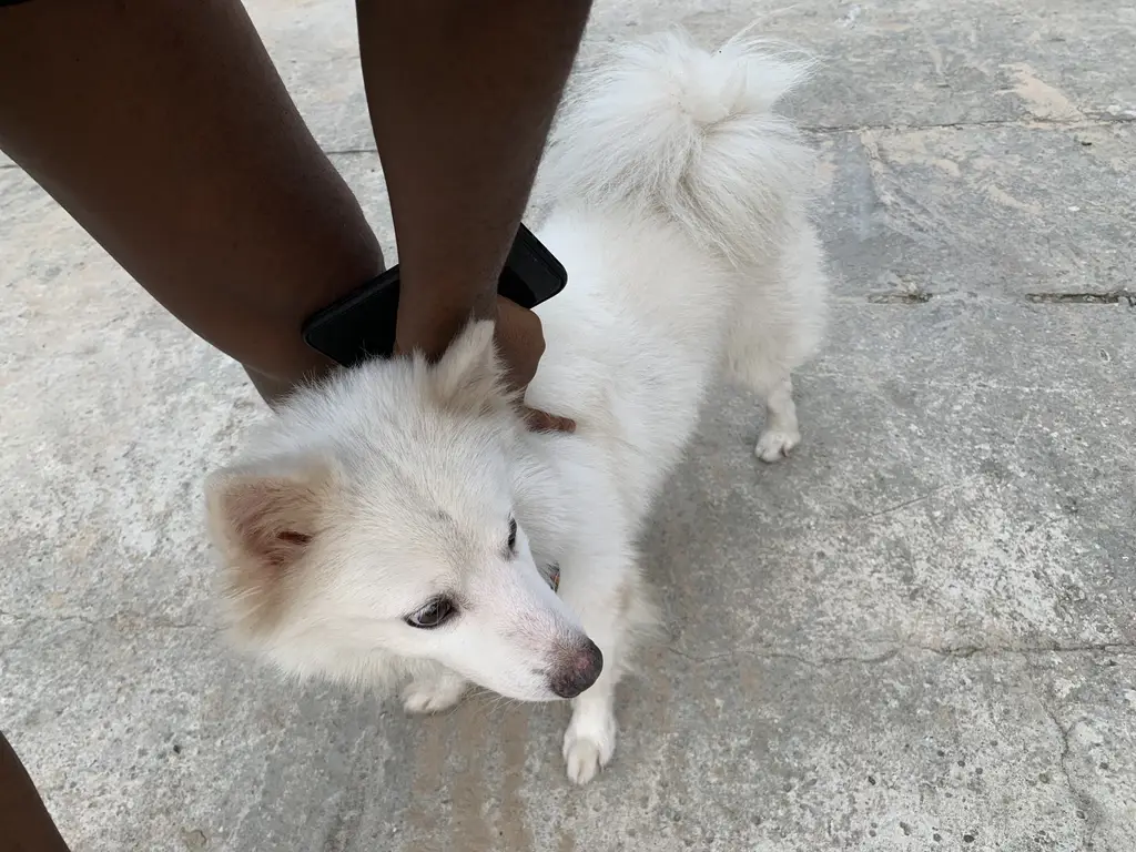 Dog clipper photo