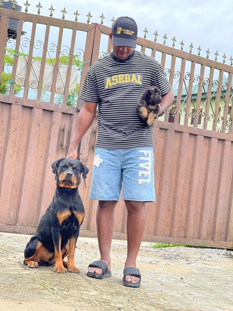 Dog for sale photo
