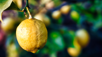 When life gives you lemons 🍋