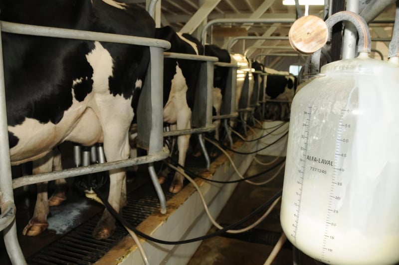 Setor leiteiro busca eficiência e sustentabilidade no Milk Summit