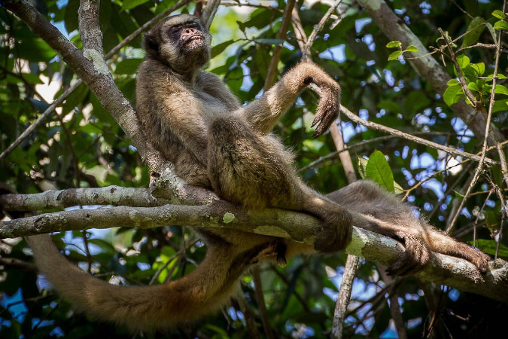 Maior primata das Américas pode perder até 61% de áreas climaticamente adequadas até 2090