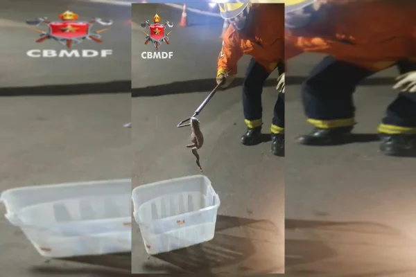 Vídeo. Motorista de aplicativo encontra jiboia no para-brisa do carro
