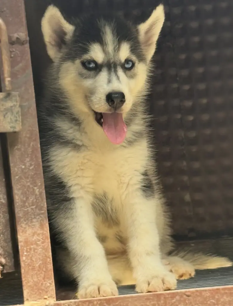 Male-Husky Pup Available