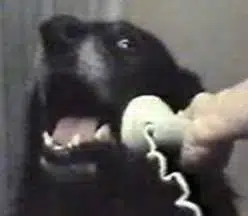 CALLDOG