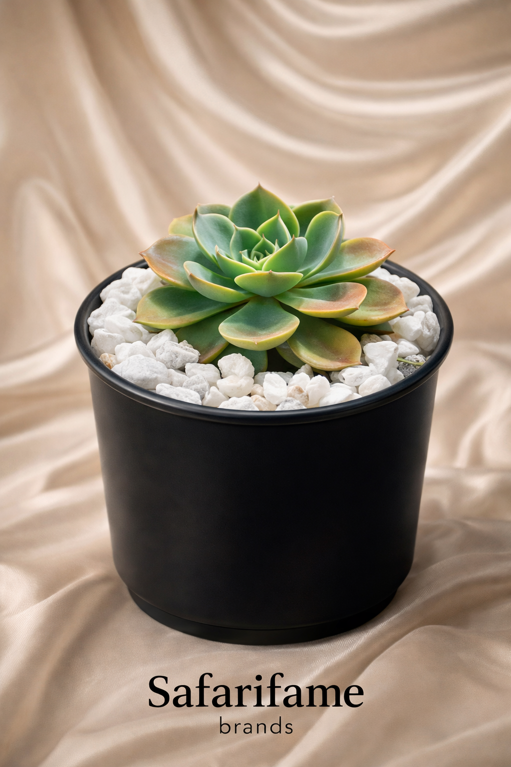 Safarifame Rosette Echeveria Succulent-  (Plant- Echeveria)