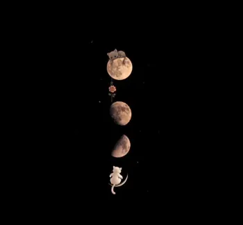 Moonlit Companions