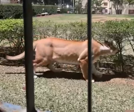 Você viu? Onça-parda avistada no bairro San Martin, em Campinas, é fake, dizem bombeiros