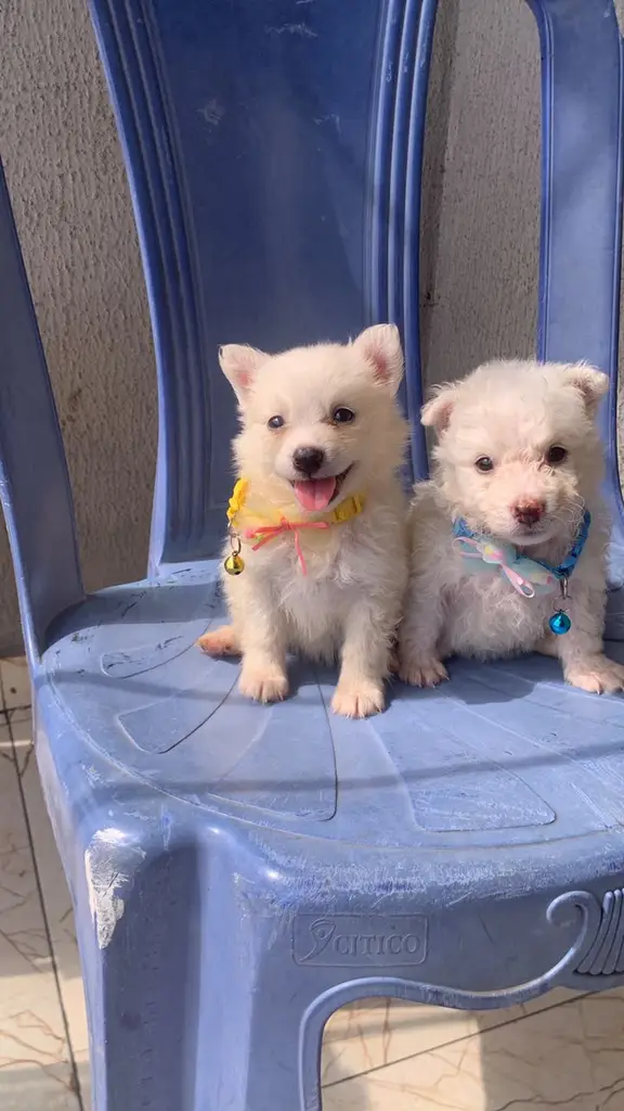 Dog for sale photo
