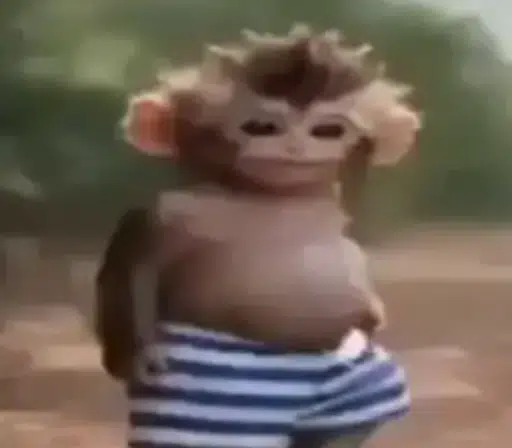 Monkey