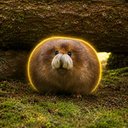 Haggis