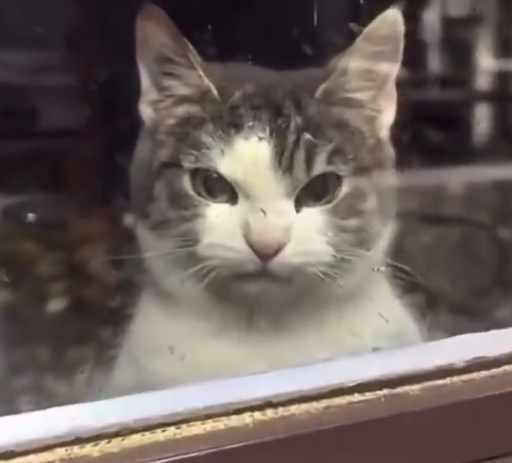 Mewd