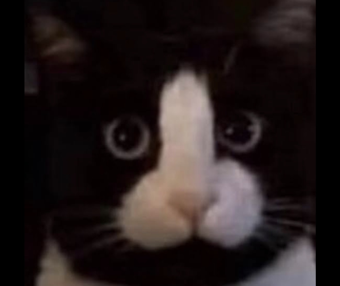 COCKCAT