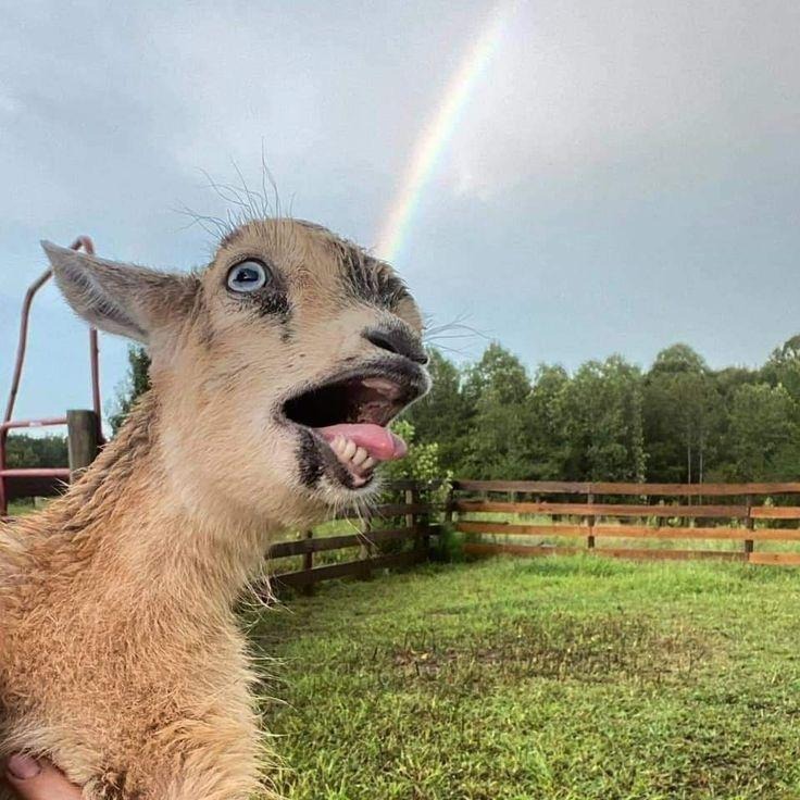 $GOAT