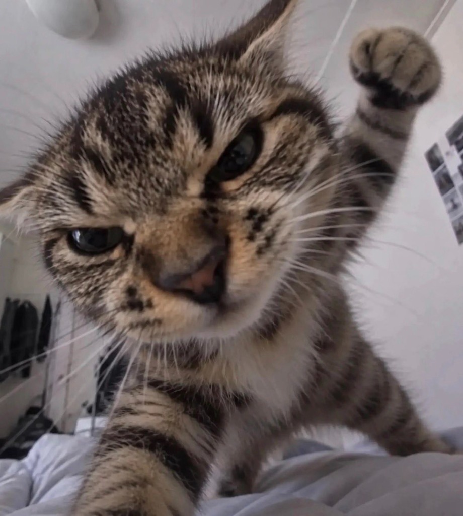 TOMMIE