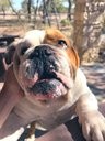 Maximus