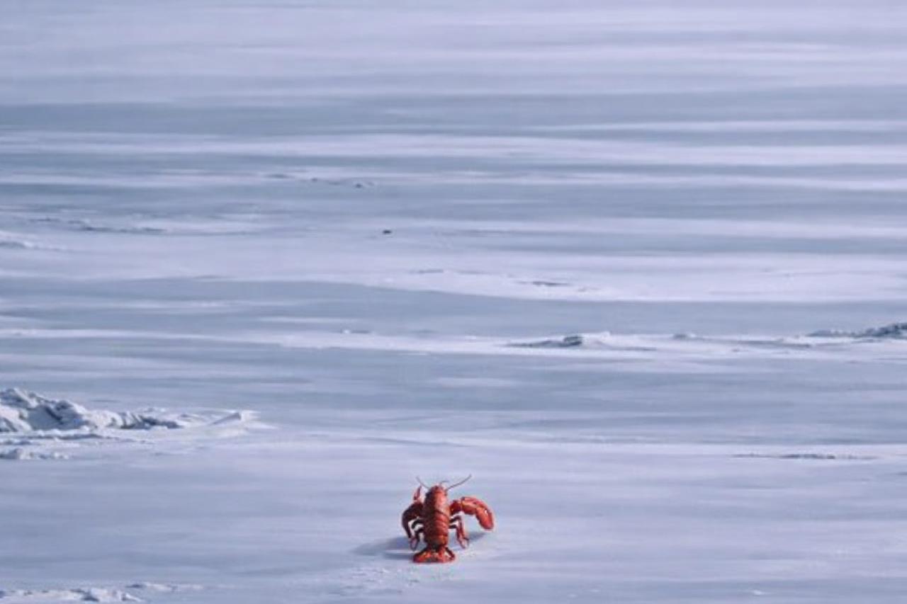 lobster