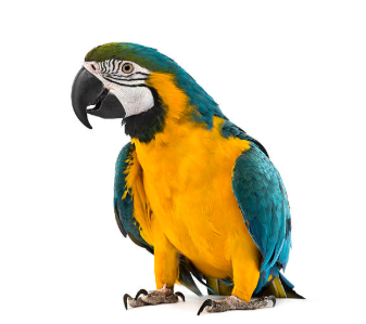 Macaw