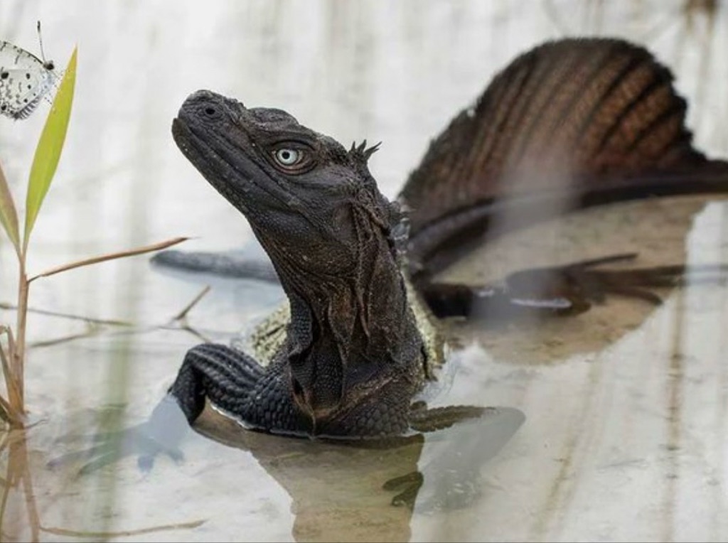 SDRAGON