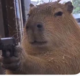 CAPYBARA
