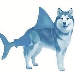 sharkdog