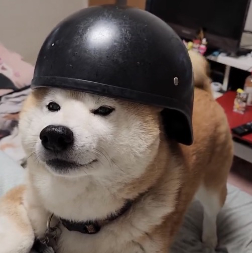 Trenchdog