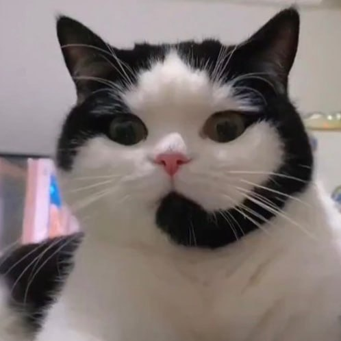 CALLCAT