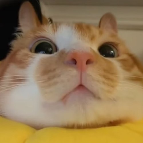 BUNCAT